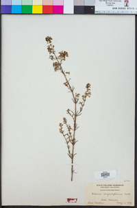 Galium angustifolium image