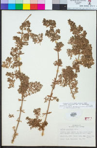 Galium angustifolium image