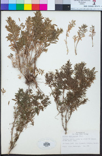 Galium catalinense image