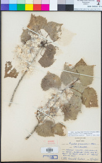 Populus fremontii image