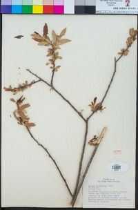 Salix laevigata image