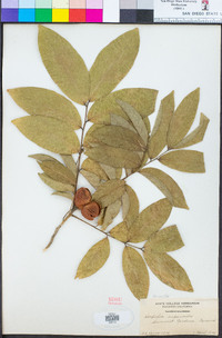Harpullia cupanioides image