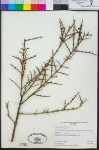 Adolphia californica image