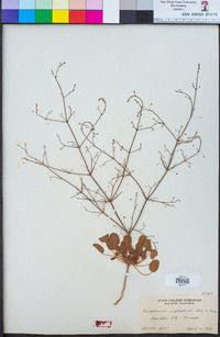 Eriogonum inflatum image