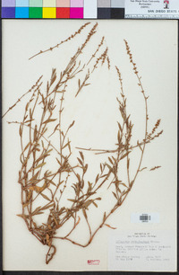 Polygonum ramosissimum image