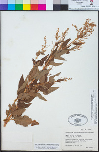 Aconogonon phytolaccifolium image