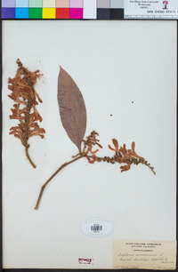 Triplaris americana image