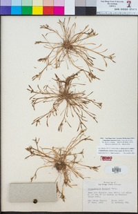 Calandrinia menziesii image