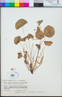 Claytonia perfoliata var. perfoliata image