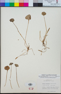 Claytonia perfoliata image