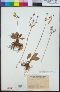 Dodecatheon clevelandii var. clevelandii image