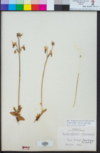 Primula clevelandii image