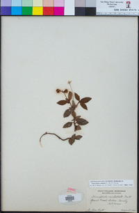 Chimaphila umbellata image