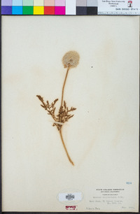 Pulsatilla occidentalis image