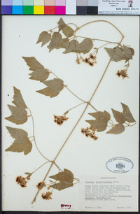 Clematis ligusticifolia image