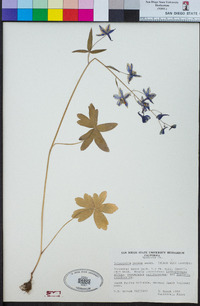 Delphinium patens image