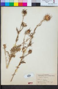 Nigella damascena image