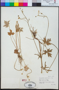 Ranunculus uncinatus image