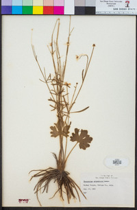 Ranunculus arizonicus image
