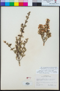 Ceanothus greggii var. perplexans image