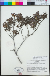 Ceanothus papillosus image