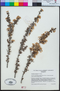 Ceanothus roderickii image