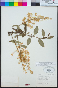 Ceanothus integerrimus image