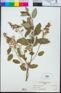 Ceanothus integerrimus image