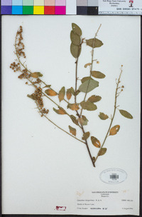 Ceanothus integerrimus image