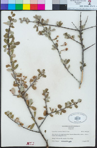 Ceanothus cuneatus image