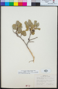 Rhamnus ilicifolia image