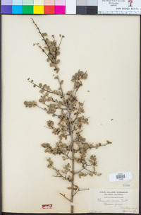 Rhamnus crocea image