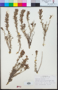 Castilleja foliolosa image