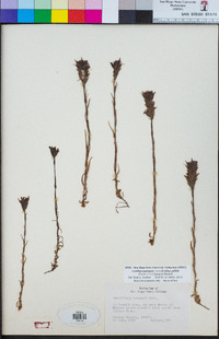 Castilleja applegatei var. breweri image