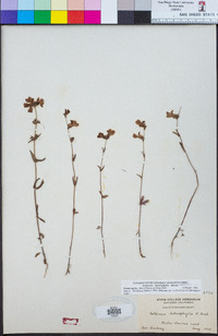 Collinsia heterophylla image