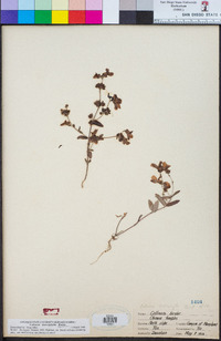 Collinsia heterophylla image