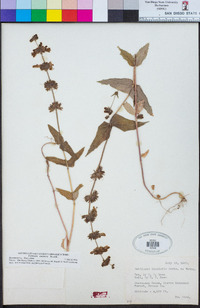 Collinsia tinctoria image