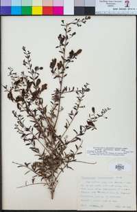 Keckiella antirrhinoides image