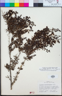 Keckiella antirrhinoides image