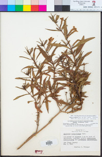 Diplacus longiflorus image