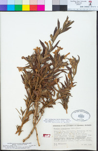 Diplacus longiflorus image