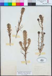 Castilleja exserta image