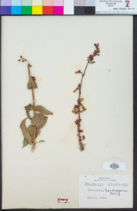 Penstemon clevelandii image