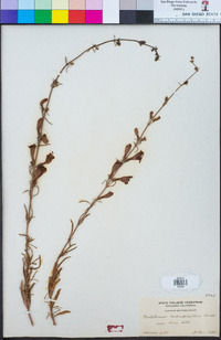 Penstemon heterophyllus image