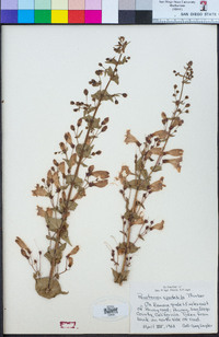 Penstemon spectabilis image