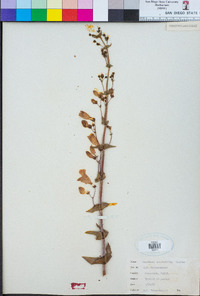 Penstemon spectabilis image