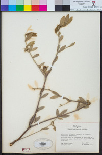 Simmondsia chinensis image