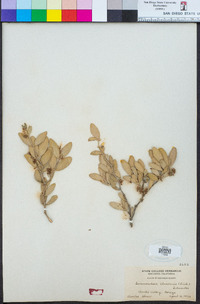 Simmondsia chinensis image