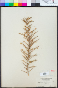 Lycium californicum image