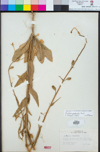 Nicotiana quadrivalvis image